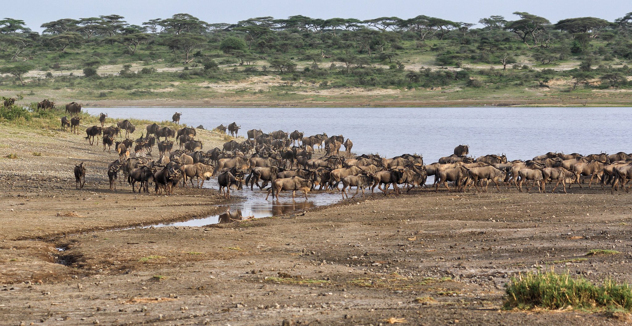 Ngorongoro Conservation Area
