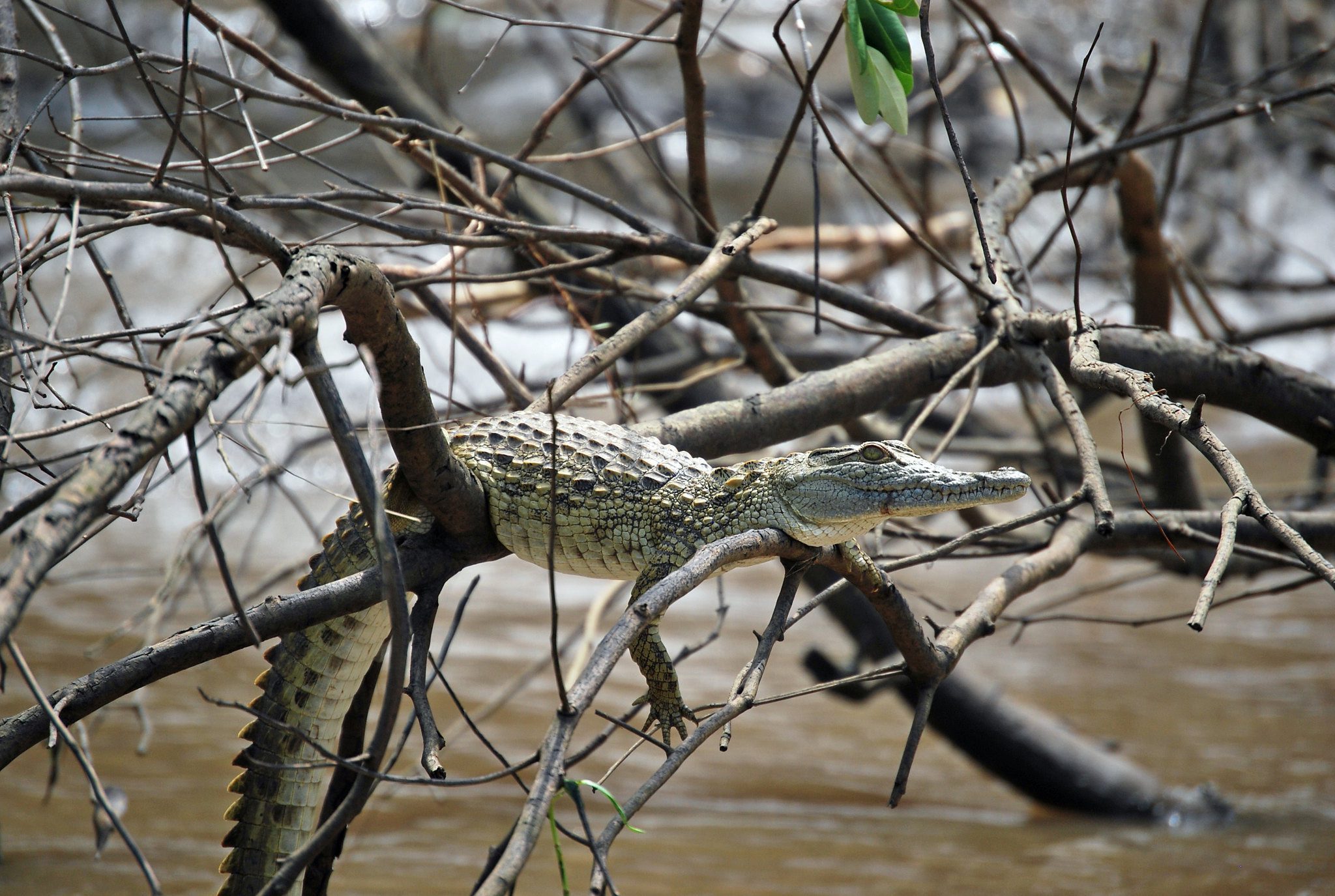 Saadani National Park