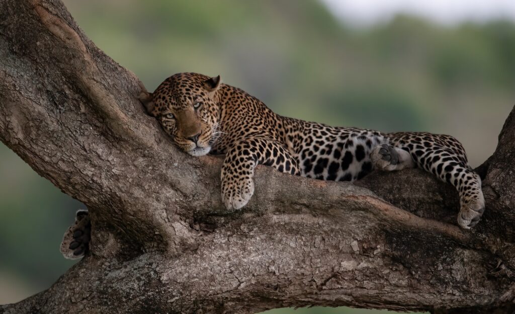 A Leopard in Africa