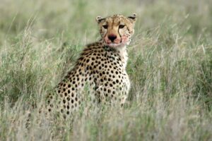 Cheetah - Serengeti, Africa