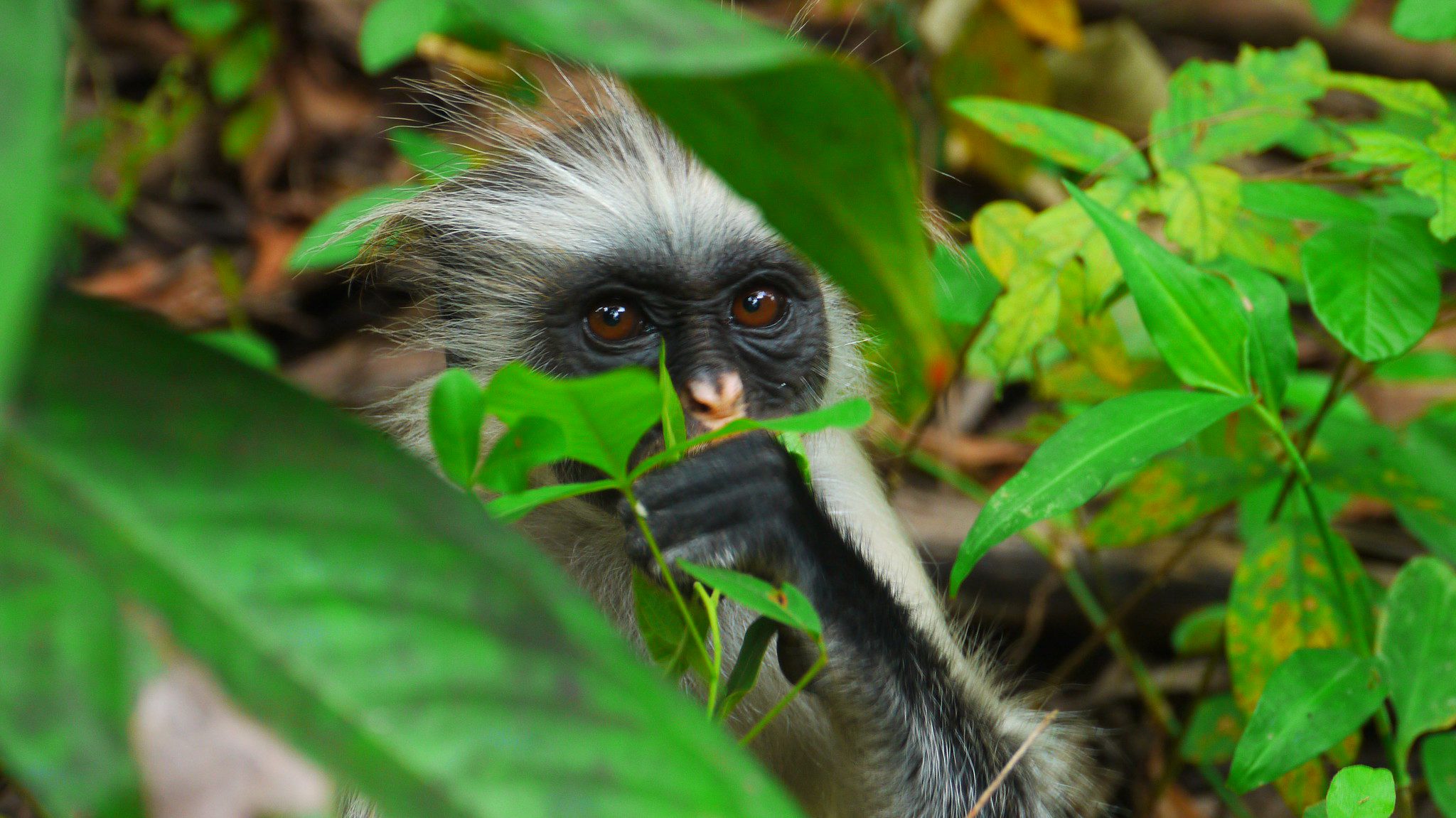 3-day Zanzibar Holidays Safari