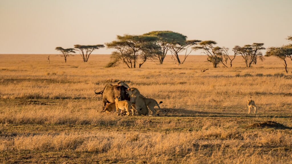Adventure Beyond the Wild