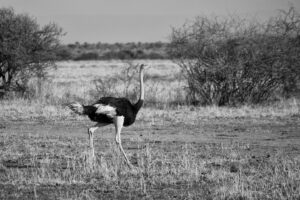 Arusha to Lake Manyara to Serengeti to Ngorongoro (4 Days)