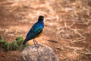 Arusha to Ngorongoro National Park (2 Days)