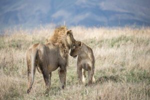 Arusha to Tarangire, Serengeti, and Ngorongoro (5 Days)