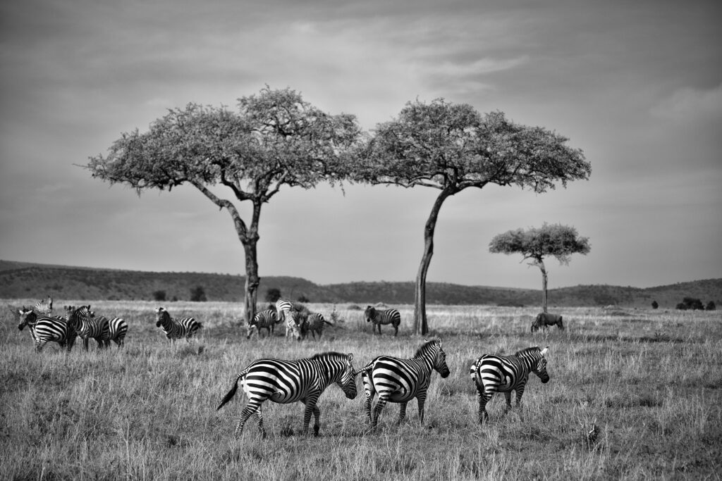 Unforgettable Wildlife Safaris