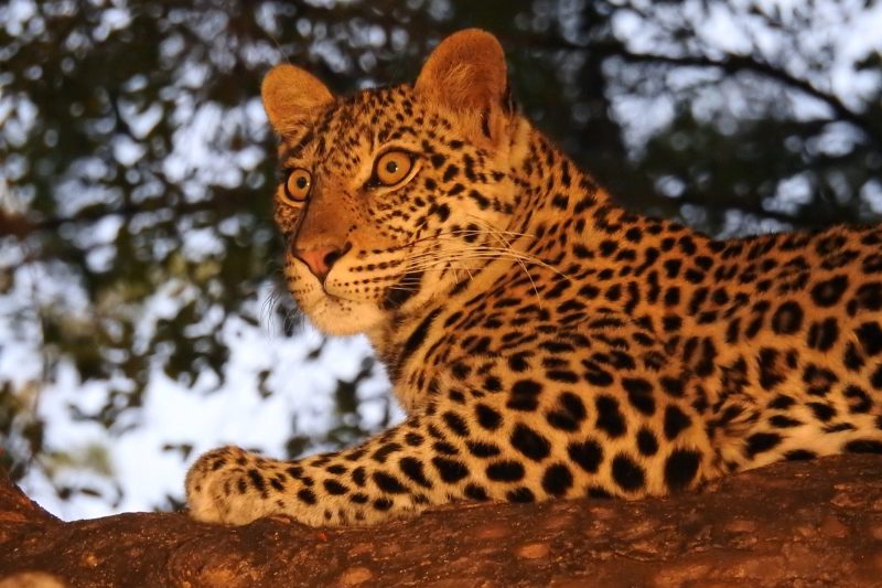 Closeup shot of a cheetah sitting on the greenery in safari